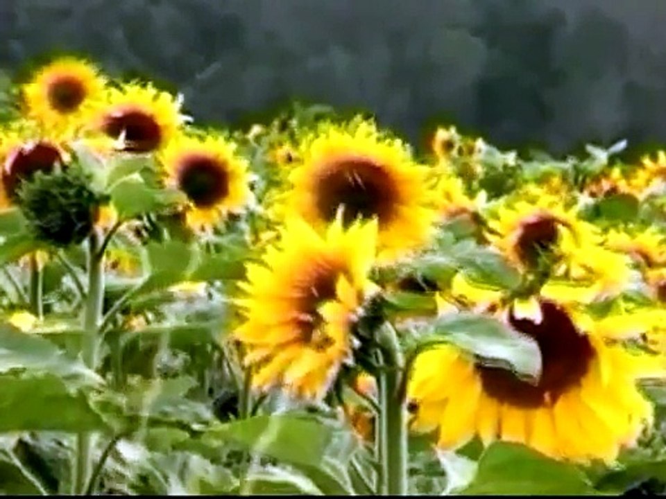 Shemales Dancer from Pakistan - A Video PlayList on Dailymotion_4