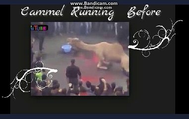 Camel Running Before Qurbani 2015