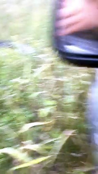 Alligator vs Pickup