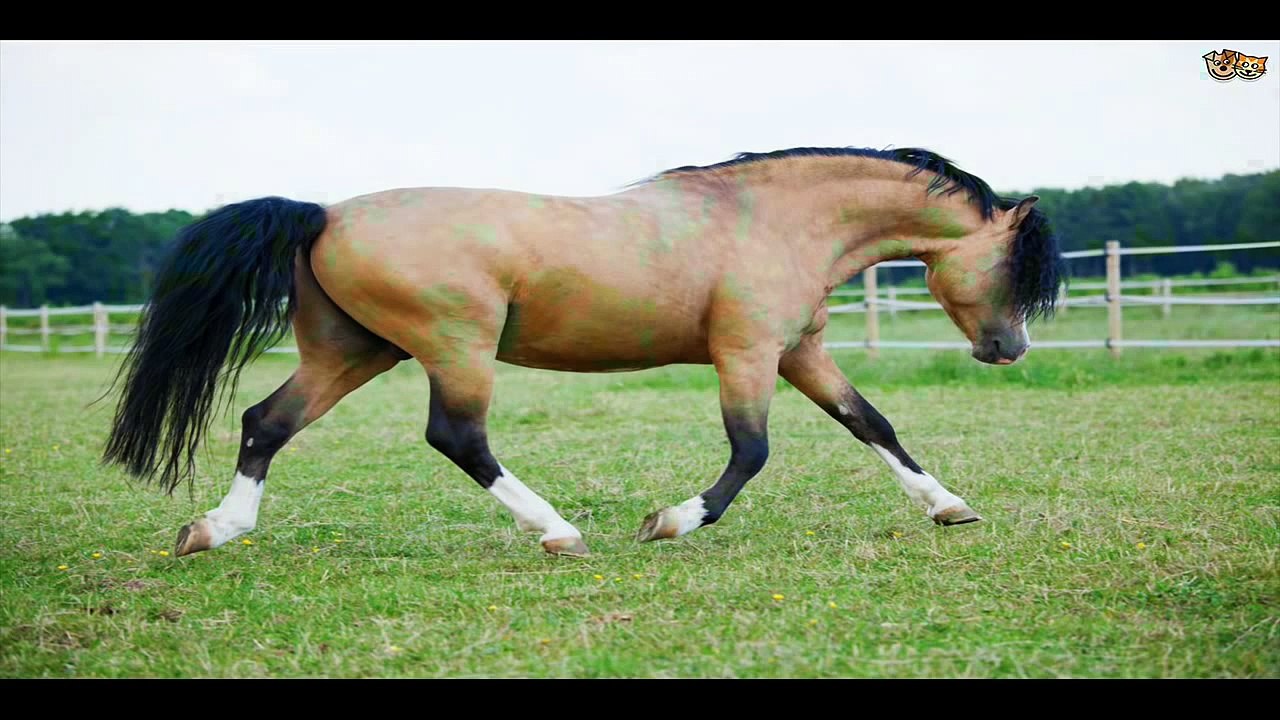 Horse sounds vol. 2