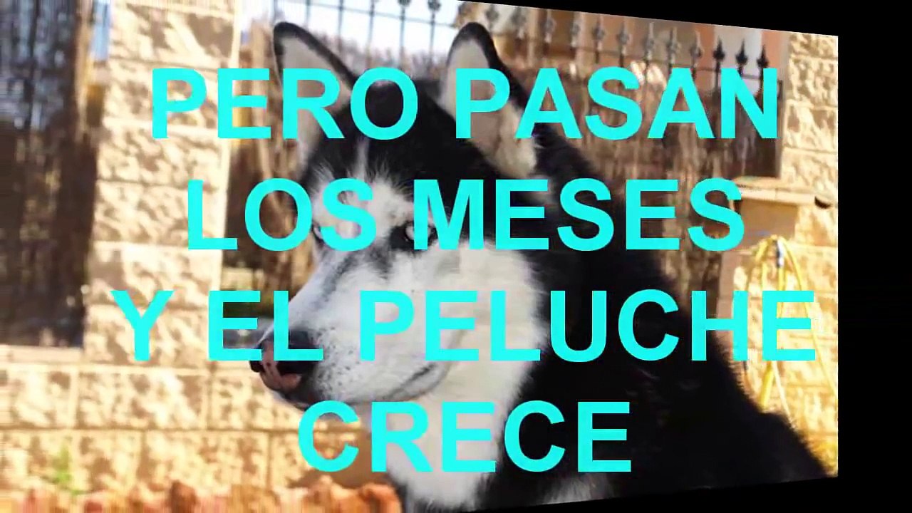 PERROS,MASCOTAS,PETS,HUSKY SIBERIANO, DOGS,MI AMIGO,SIBERIAN HUSKY SI QUIERES COMPRAR .