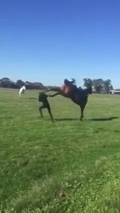 Femme vs Cheval = KO