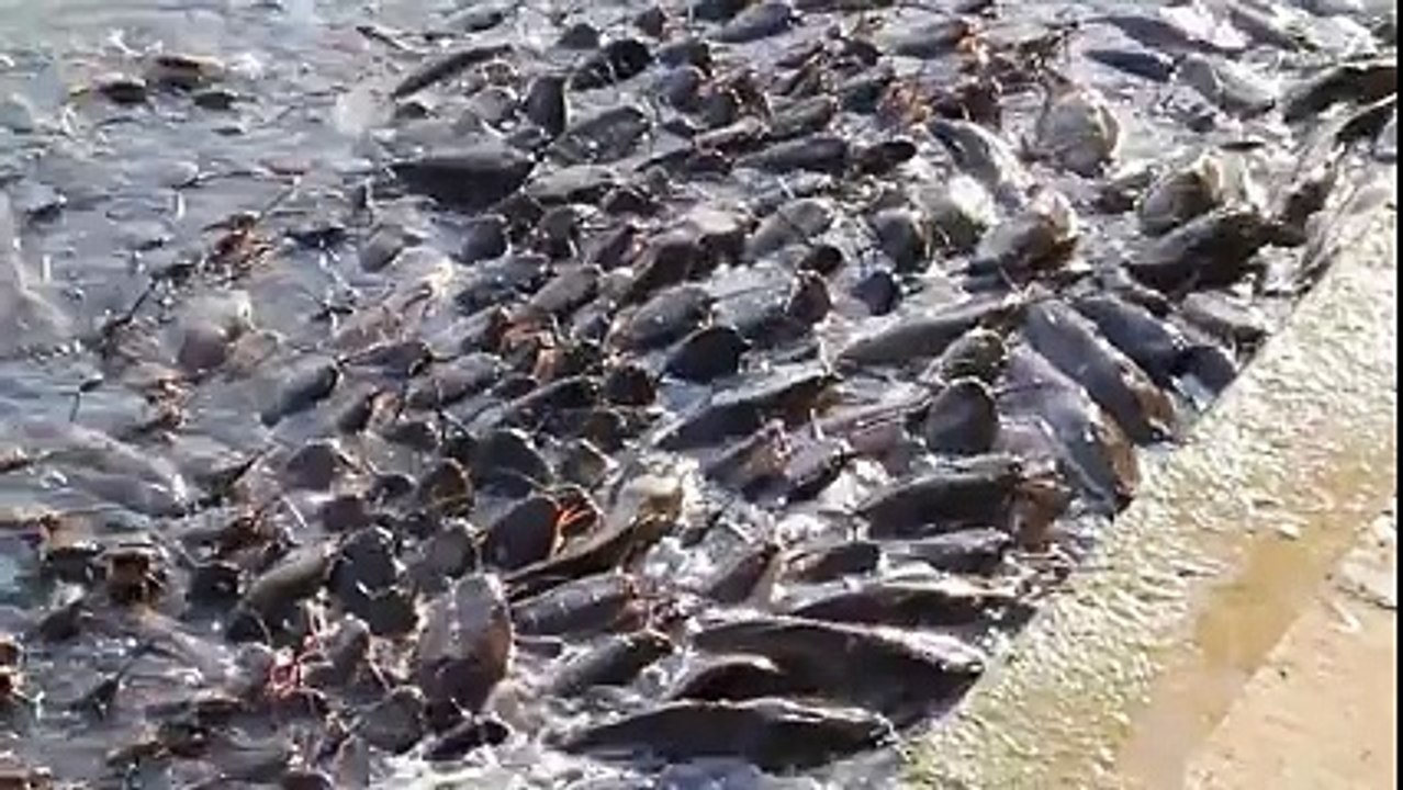 fishs