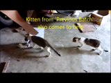 Mama Cat brings kitten back to home and feeds it