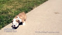 English Bulldog Puppies Running in Slow Motion