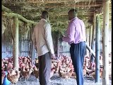 Poultry farming in Uganda,success story.