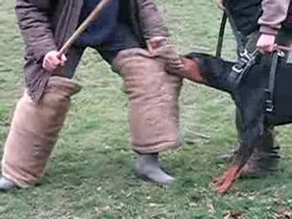 Mordant jambière Baltik