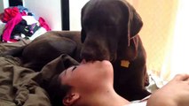 Funny lab - funny Chocolate lab give long kisses!