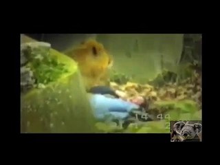 Animals attack humans animals attacking people deadly animal attacks compilation Amazing WildLife Vi