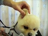 ワンtube #23(トリミング・Dog Grooming)