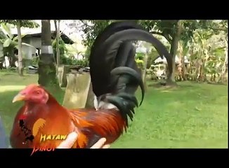 Hataw Pinoy - P28 Gamefarm