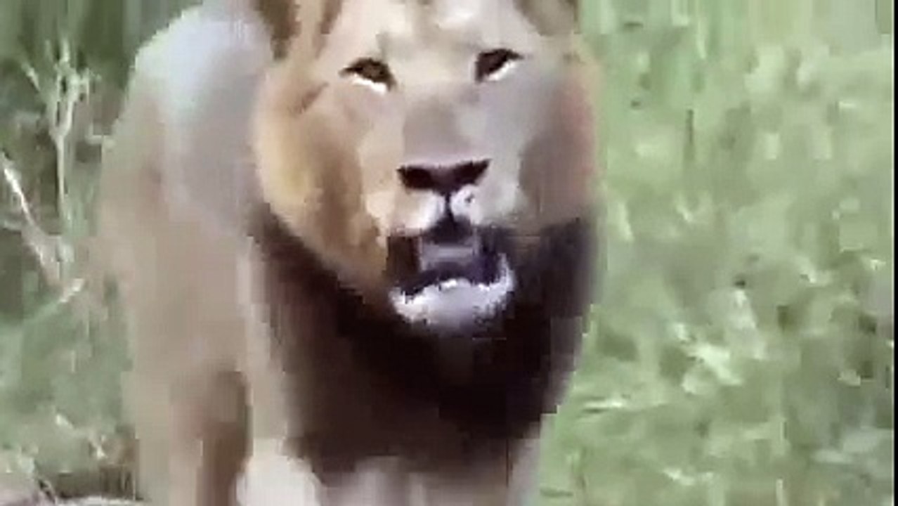 世界最大 ライオンの戦い 14 ビデオ ライオン Vs ライオン Video Dailymotion