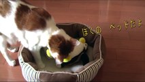 ベッドにペンギンがいて困る猫 My cat is troubled that there is a penguin in his bed!