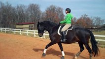 Timing of the riders aids. Trot. Week 2. Staying connected in transitions. Adding activity. Dressage