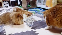 【マンチカンズ】短足猫マンチカンの宿命　~Munchkin; short-legged cat~
