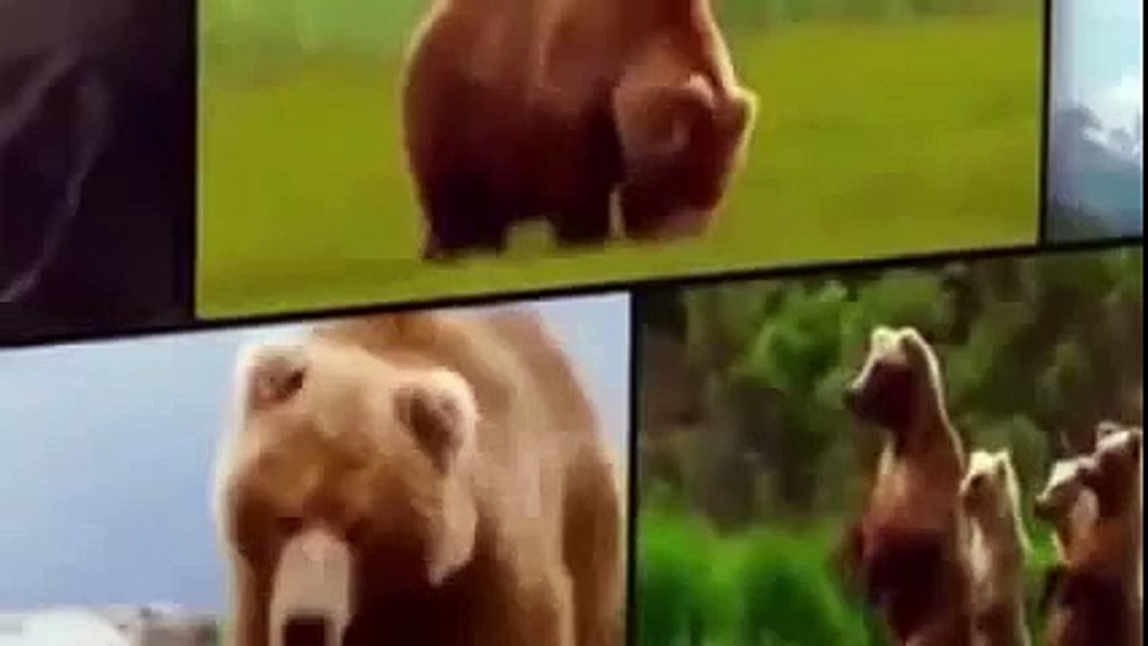 Animal Planet | Discovery Channel | Wild Life Documentary 2015 | National Geographic Wildl