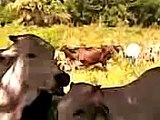 Vacas de Benito Bracamontes Ganadero Afromexicano Cuaji Mexico