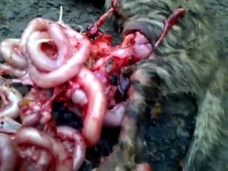 Tragedi Kucing Ketabrak Mobil