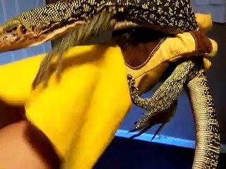 Varanus Melinus "Quince Monitor"