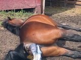 High River Mare giving Birth #3