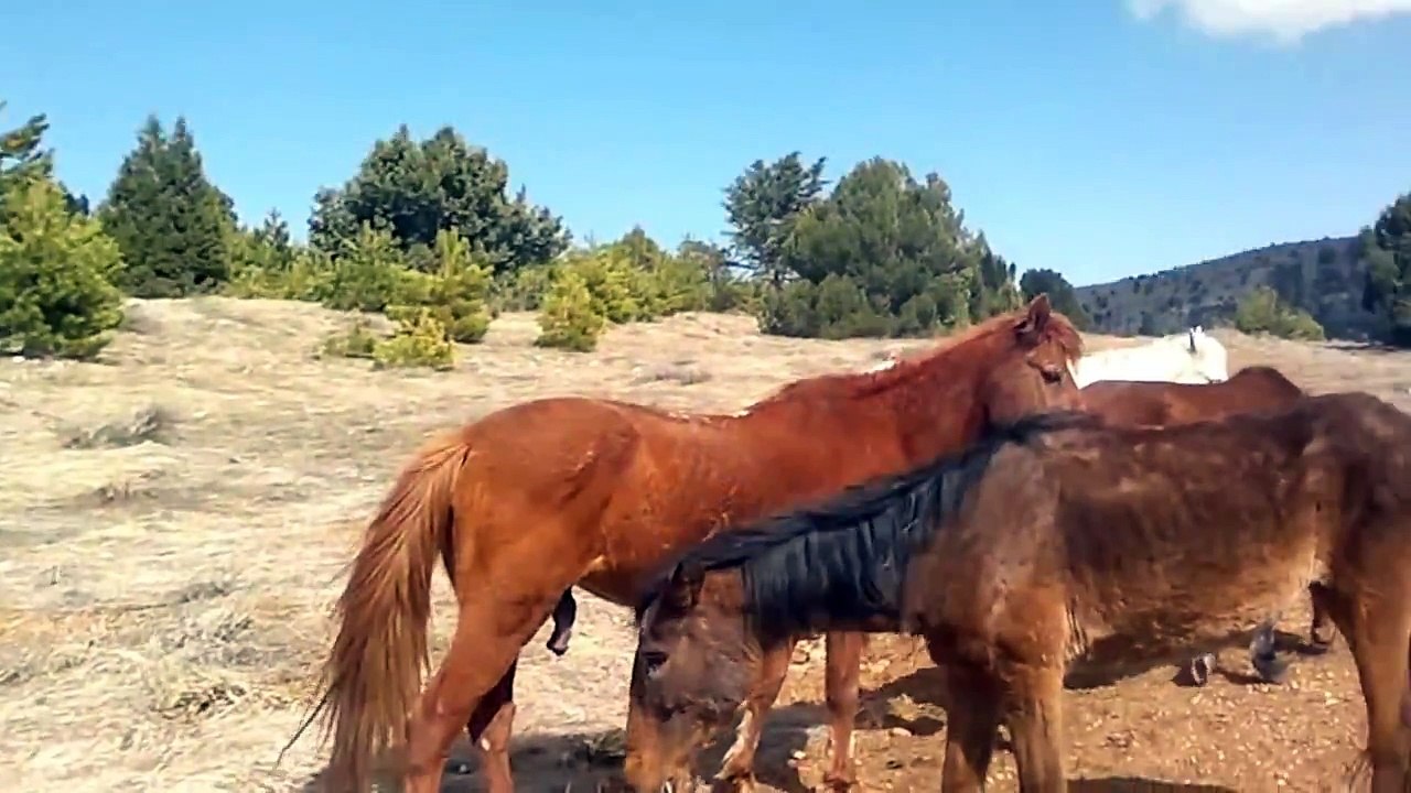 Denizli Çardak Akseki Yılkı Atları