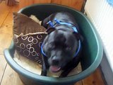 Staffordshire Bull Terrier thinks she is a horse..Funny Staffy SBT Video