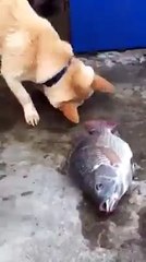 Balıkları hayatta tutmaya çalışan köpek