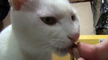カリカリを食べる姿が可愛い白猫ユキ♪ White cat Yuki has a cute figure to eat