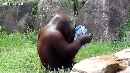 Top 10 Funny Monkey Videos Compilation 2015