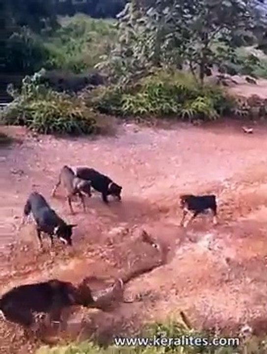 Huge King Cobra Vs a Pack of Domestic Dogs