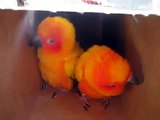 Sun conures