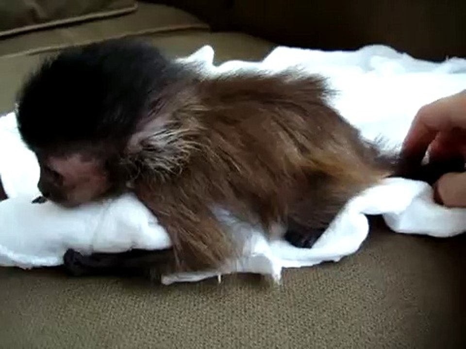 baby monkey nalas belly button