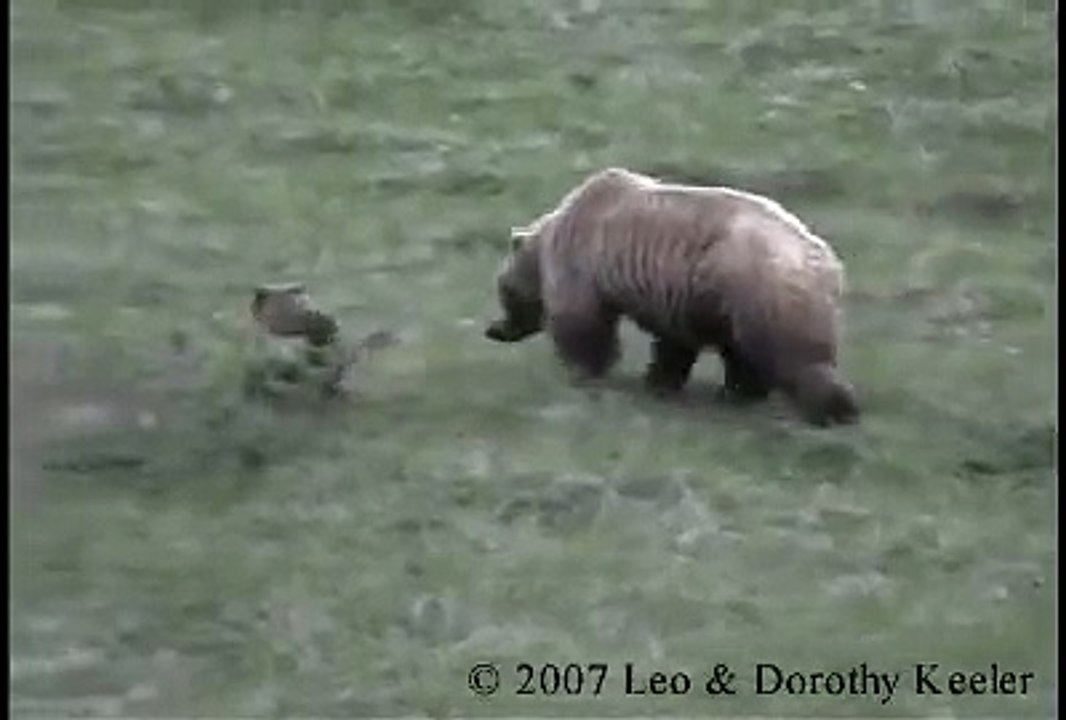 Bear Cub Wrestling Mom