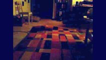 ★SURPRISE KITTY! VIDEO★ADORABLE CAT HIDES UNDERNEATH THE RUG★OK CAT VIDEO FOR CHILDREN