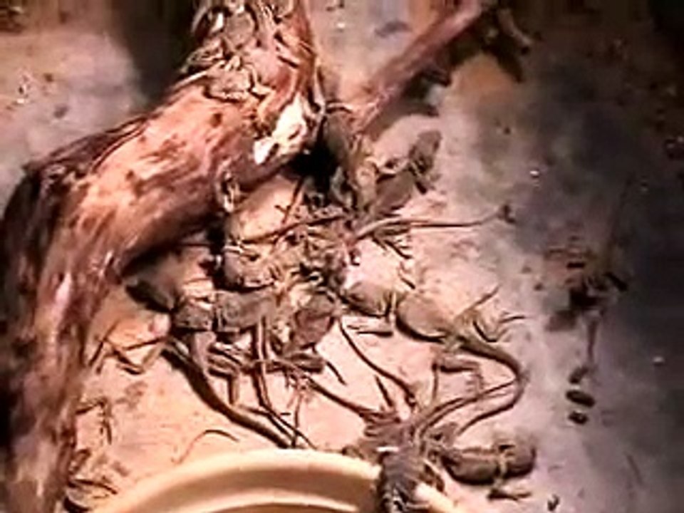 Lizards and Salamanders Died by the Thousands at the Hands of USGE