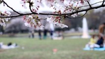 Canon EOS 7D Video Test - Yoyogi Park Spring Tokyo, Japan