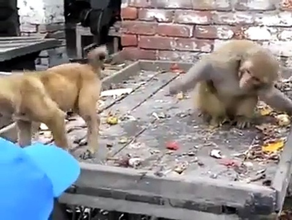 Monkey Teasing dog funny video