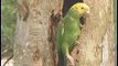 Yellow-headed Parrots Feed Young Near Green Parakeets