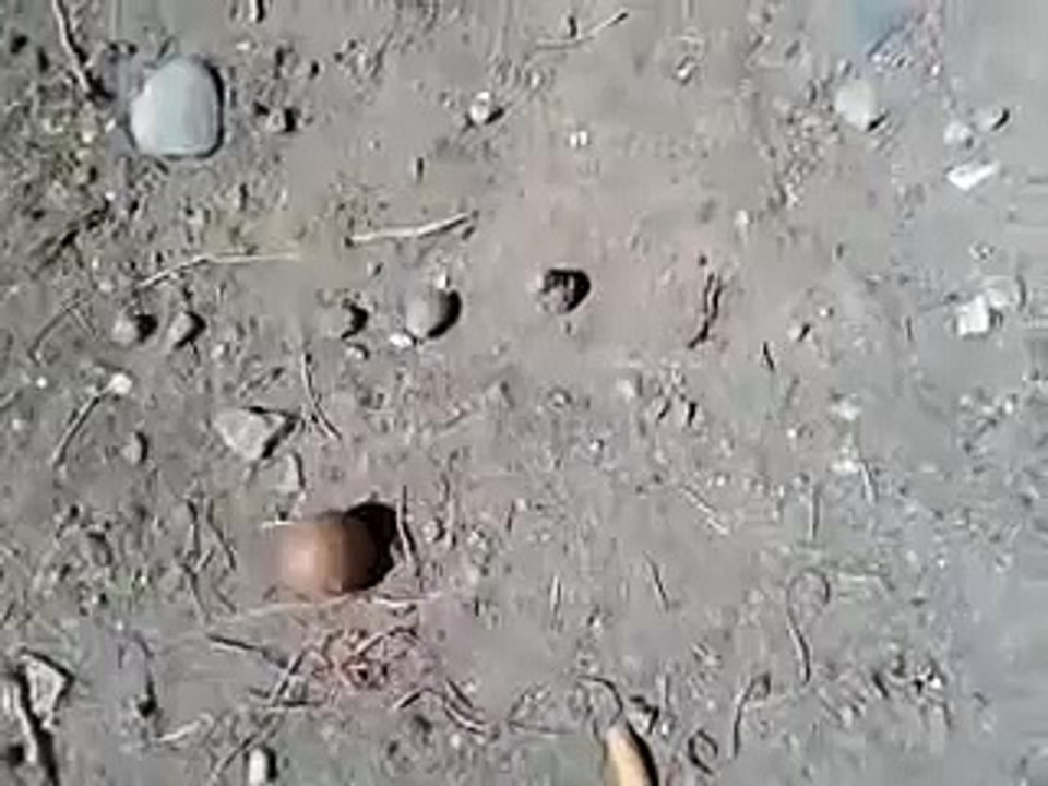 Extraño ser encontrado en Neuquen, Patagonia  Argentina