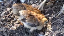 Wild Hen and Chicks forage for food - 1080p