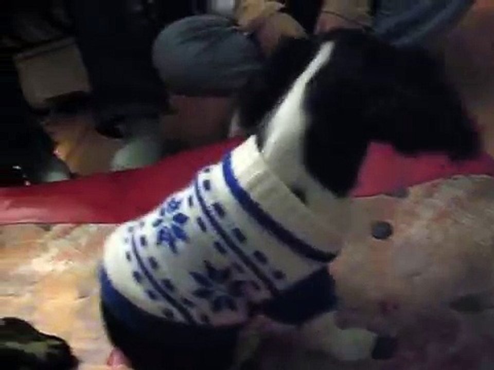 sunny's dog!