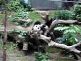 Ursos panda em Hong Kong (Ocean Park) - 1 de 4