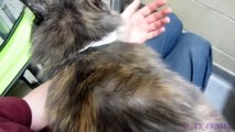 Tinker the Talkative Lap Cat - Adopted!