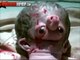 Alien Life Form caught after UFO Landing in Middle East 'Alien Life' VIDEO 'Alien Life Form'