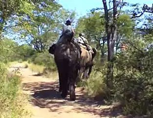 Elephant Riding 2