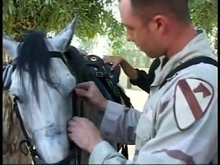 Arabian Horses Owned by Saddam Hussein