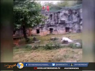 پرندے نے ٹائیگرز کا بھاگنے پر مجبور کردیا