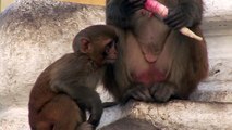 Swayambhunath's monkey scene: Mom ~ can I have some ?