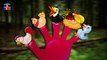 Birds Finger Family Song - Nursery Rhymes For KidsChildrens - Rhymes Videos - Angry Birds Rhymes
