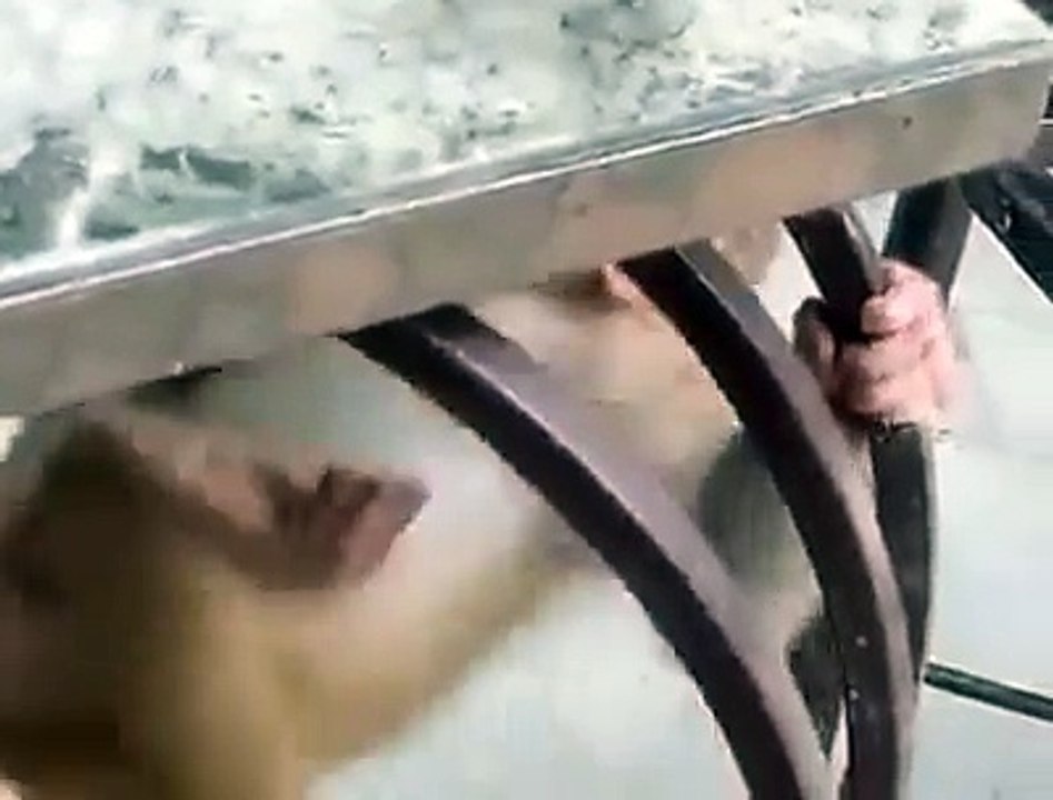 Crazy Monkey disturbing cat while sleeping